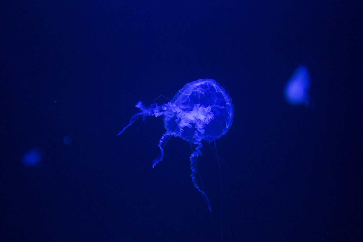 New SeaQuest Interactive Aquarium opens in Layton Hill Mall News